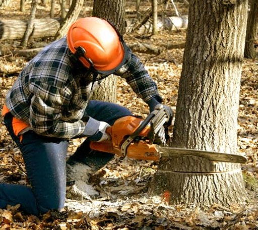 Tree Removal in New Effington, SD